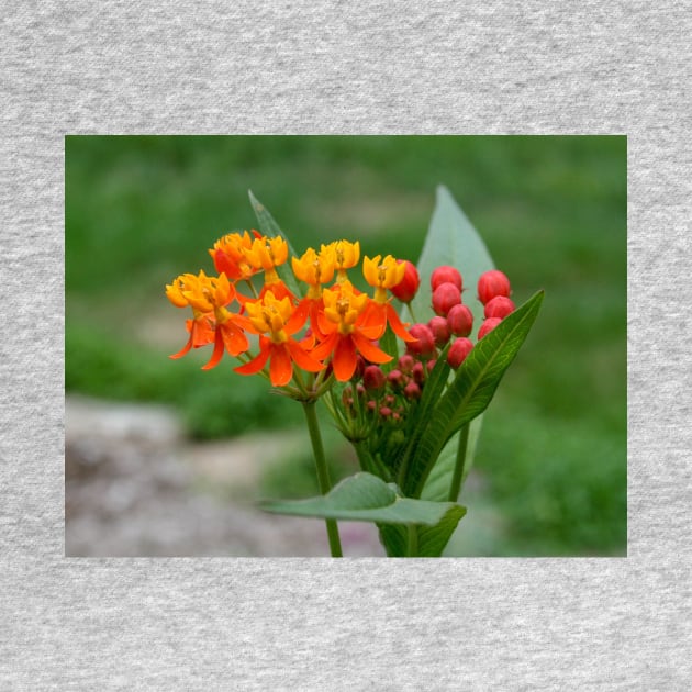 Wildfowers by Rob Johnson Photography